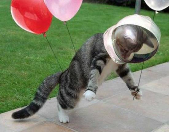 Файл:Копия котичка ).jpg